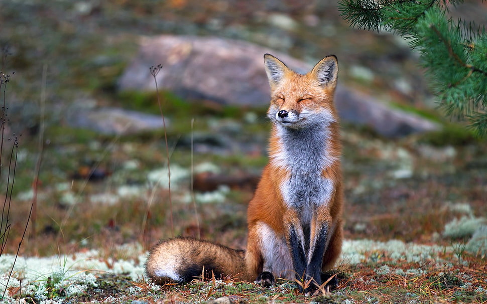 brown fox, fox, nature, animals, smiling HD wallpaper