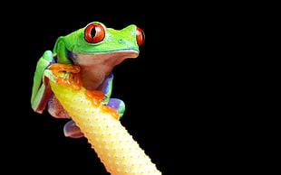 Frog,  Branch,  Color,  Bright HD wallpaper