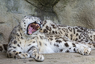 white and black leopard print textile, animals, wildlife, jaguars, nature HD wallpaper
