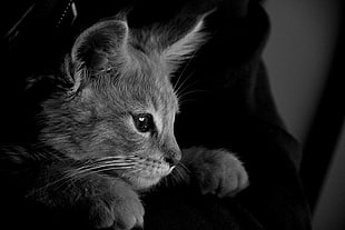 kitten, photography, cat, monochrome,  grey