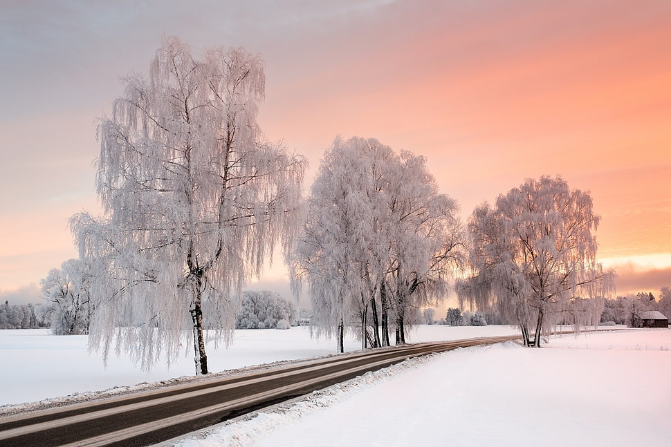 three white trees, sunlight, sky, winter, road HD wallpaper
