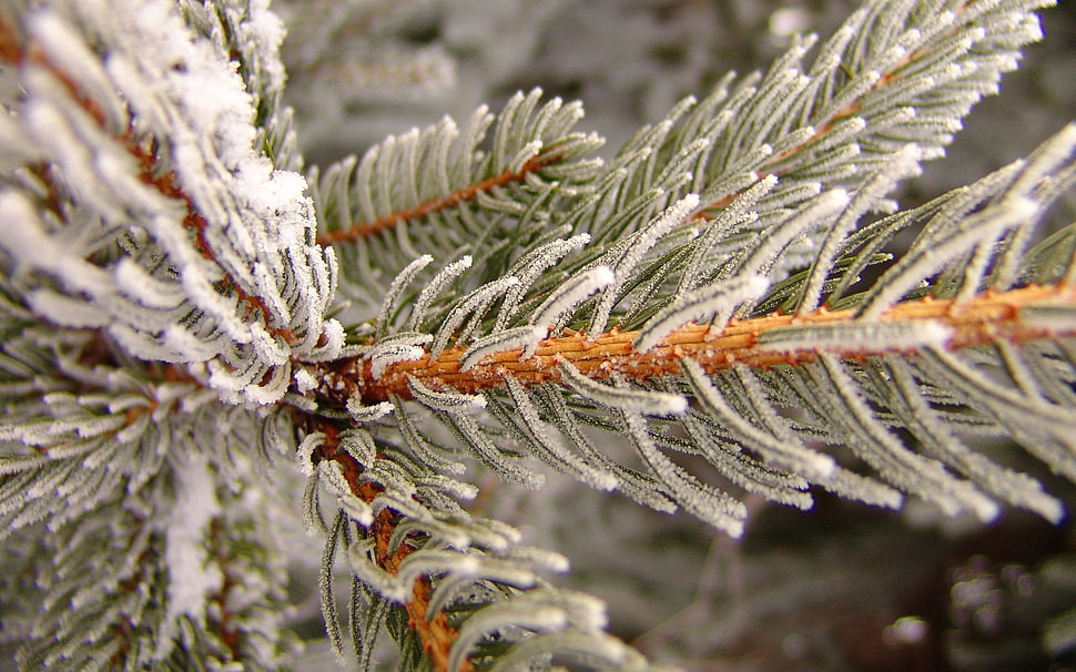 close-up photo of spruce tree covered with snow HD wallpaper