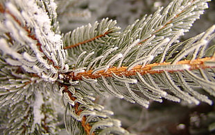 close-up photo of spruce tree covered with snow HD wallpaper