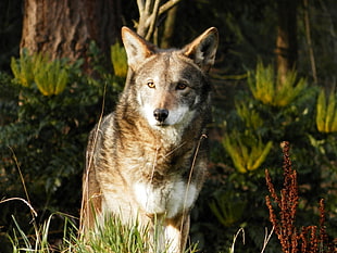 Czechoslovakian vlack on grass field at day time, red wolf, tacoma, defiance