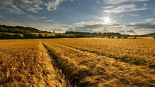 nature, landscape, farm, wheat HD wallpaper