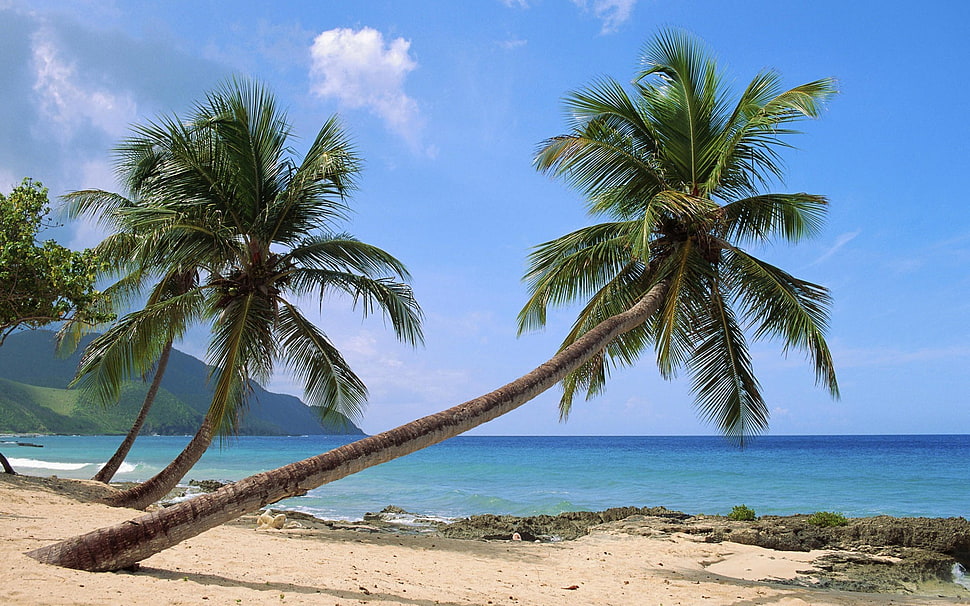 coconut trees, palm trees, beach, nature HD wallpaper