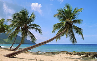 coconut trees, palm trees, beach, nature