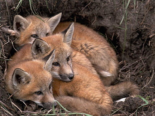 three brown fox cubs