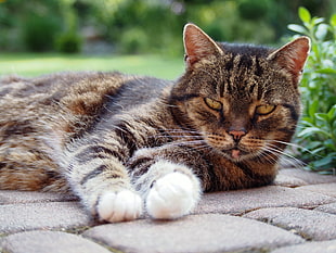 brown tabby cat, Cat, Muzzle, Lying
