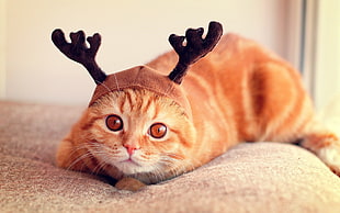 orange tabby cat with brown reindeer horn headband