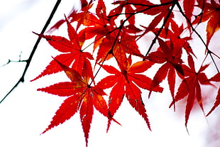 red maple leaf tree photo shot during daytime HD wallpaper