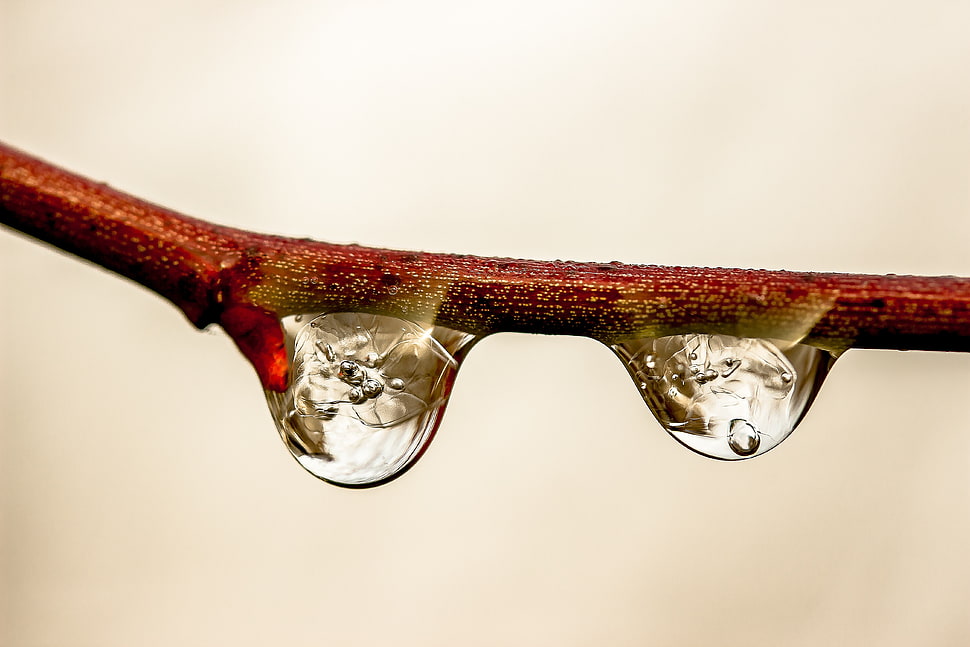 macro photography of water drop on tree branch HD wallpaper
