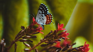 selective focus photography of white, red, and black butterfly perched on red petaled flower