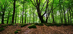 photo of green forest HD wallpaper
