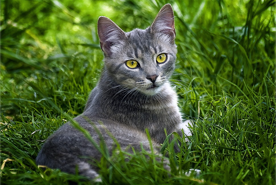 gray Tabby cat on green grass photo HD wallpaper