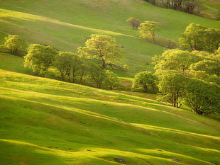 green grass field with green trees