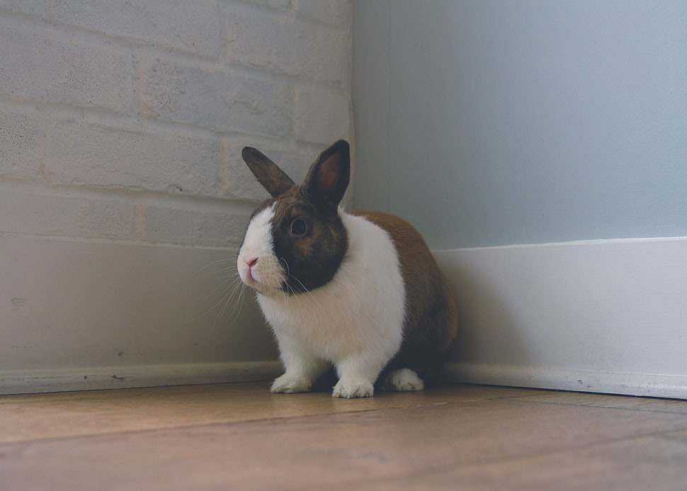 white and brown rabbit HD wallpaper
