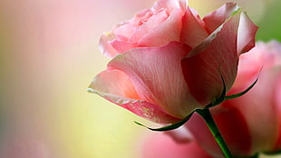 pink petaled flower, rose, pink roses HD wallpaper