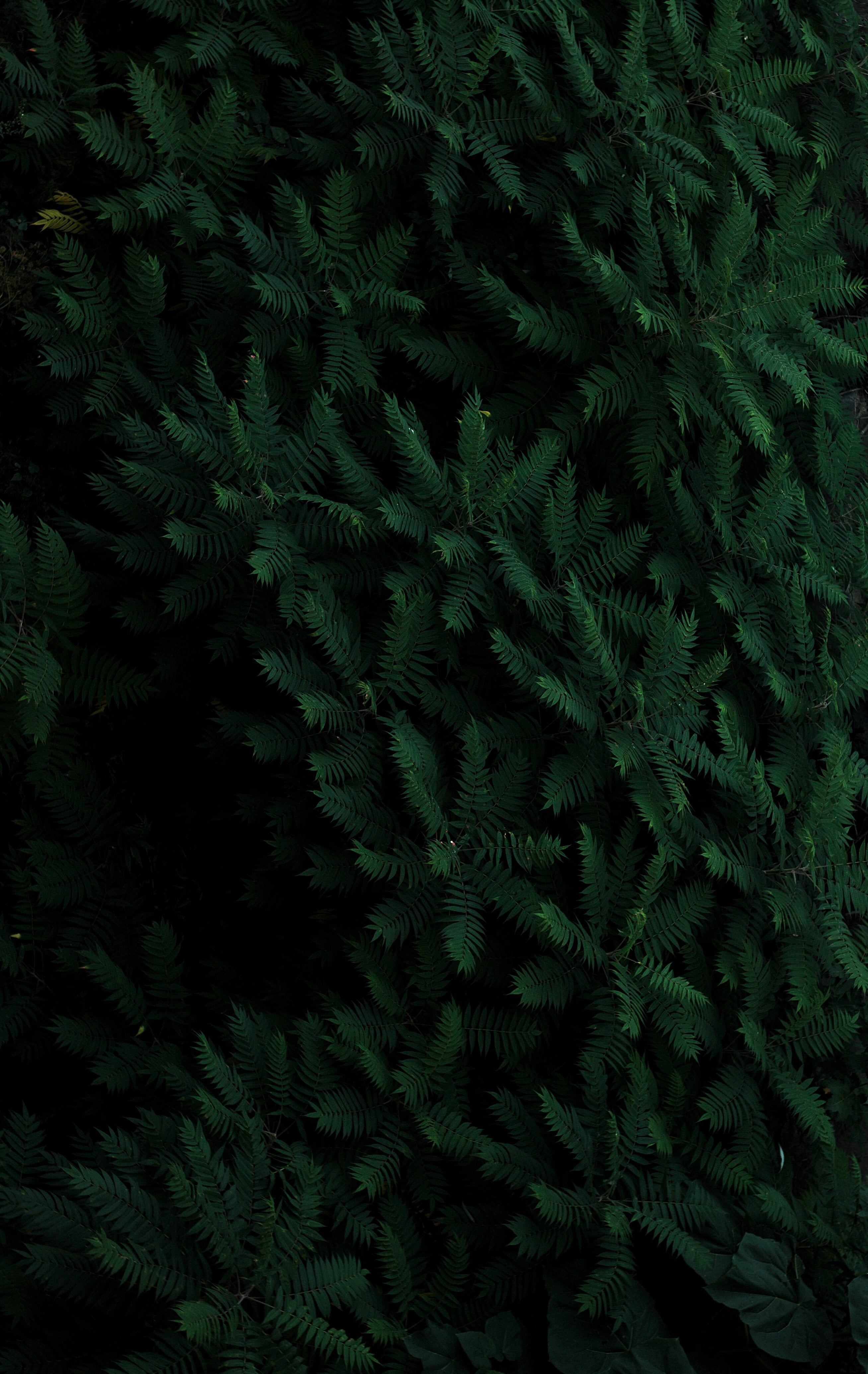green plant, Plants, Leaves, Branches