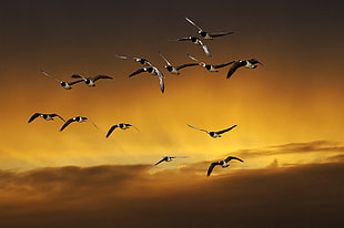 flock of Seagull on sunset background HD wallpaper