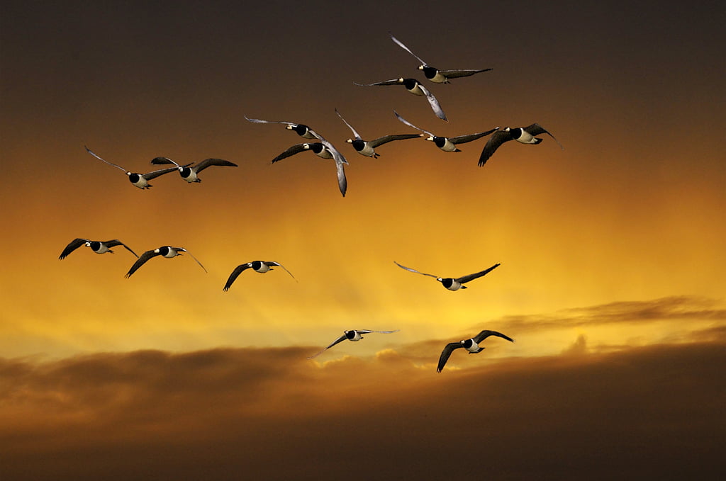 flock of Seagull on sunset background