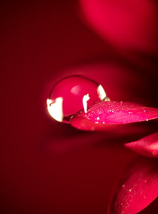 red color HD wallpaper