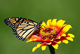 macro photography of butterfly on petal flower HD wallpaper