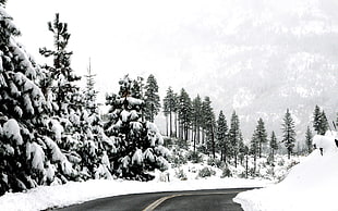 Pine trees during snow near road