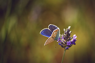 selective photography of purple and brown butterfly on purple flower