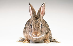 selective photo of brown Leporidae Cuniculas Rabbit HD wallpaper