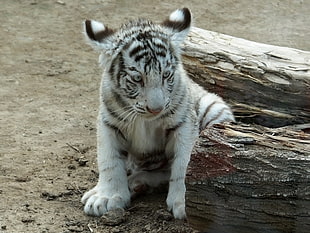 albino tiger on focus photo HD wallpaper