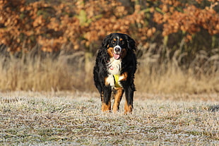 adult tricolor Bernese Mountain dog walking on grass field during daytime