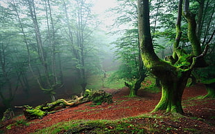 green leaf trees, landscape, nature, forest, mist