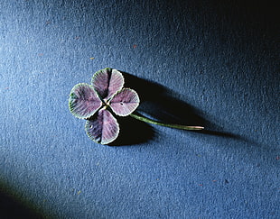 purple and green four leaf clover