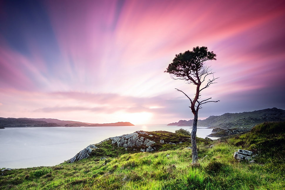 green grass and tree, nature HD wallpaper