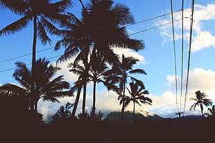 coconut trees, nature, palm trees, mountains, sky