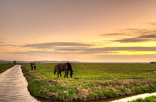brown horse on green grass field under cloudy sky, horses HD wallpaper