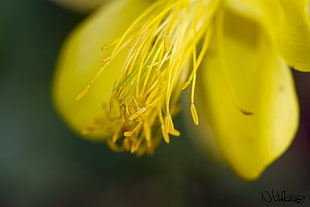 closeup photography of yellow petaled flower