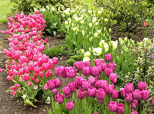 pink tulips flowers HD wallpaper