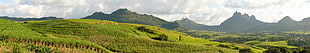 green field mountain, mauritius HD wallpaper