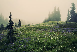 flower field during foggy weather