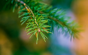 green and yellow leaf plant, nature, pine trees, depth of field, macro