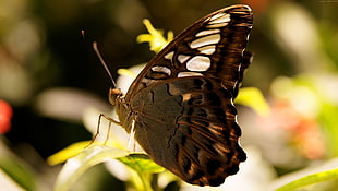 black and brown butterfly shallow focus photography HD wallpaper