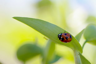 red and black Ladybug perched on green leaf in closeup photography HD wallpaper