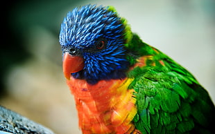 blue, green, and red bird