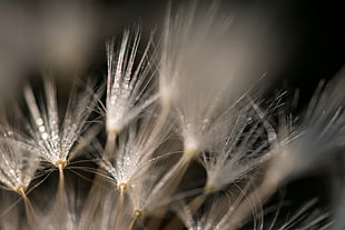 micro-photography of dandelions