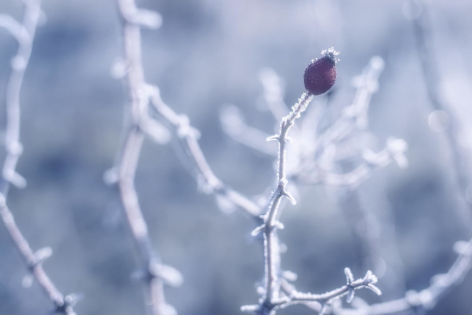 white and red bud HD wallpaper