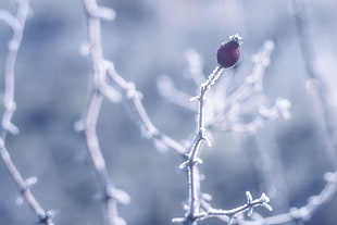 white and red bud
