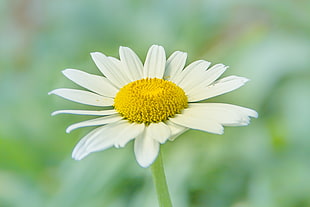 white and yellow flower, daisy
