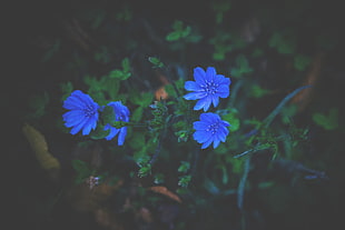 blue petaled flowers, Flowers, Grass, Blue HD wallpaper